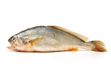 kurbağa balık