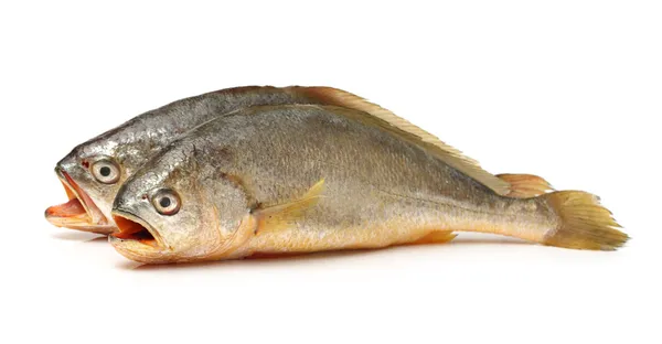 Croaker Fish — Stock Photo, Image