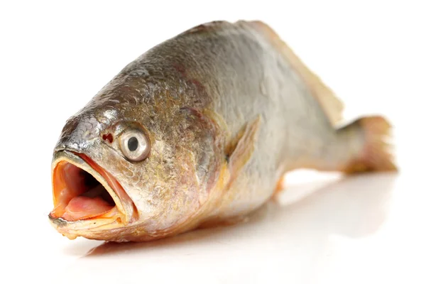 Croaker Fish — Stock Photo, Image