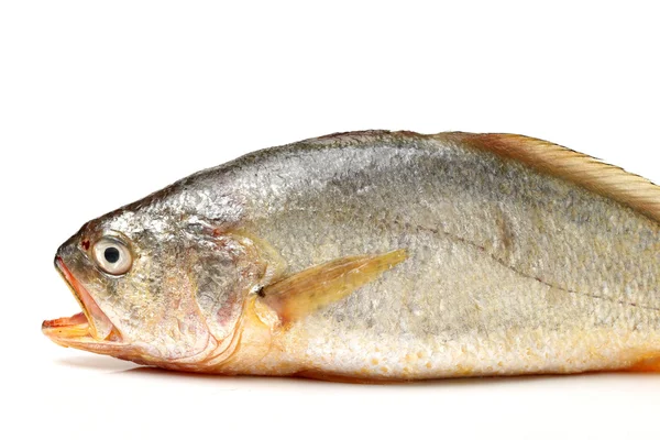 Krächzerfische — Stockfoto