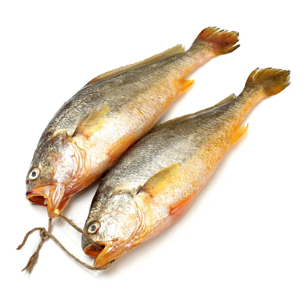 Peixes amarrados — Fotografia de Stock