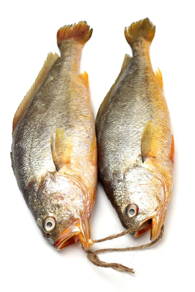 タイの魚 — ストック写真
