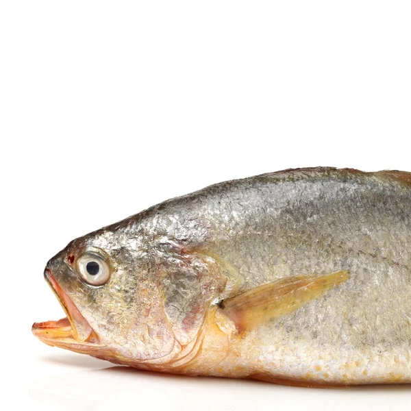 Krächzerfische — Stockfoto