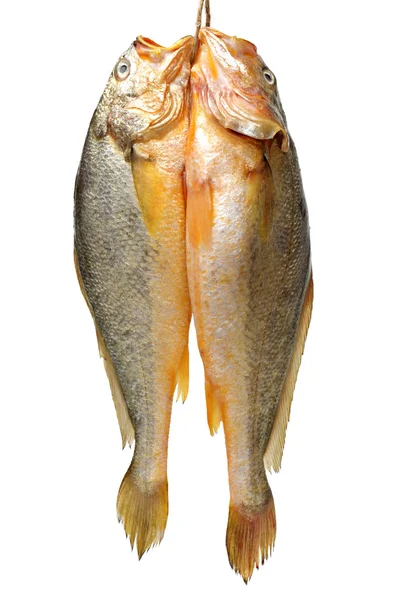 Sárga halak — Stock Fotó