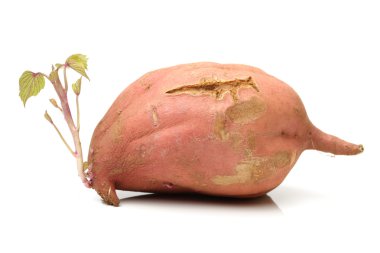 germinated pembe patates