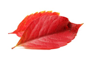 Sonbahar Yaprakları