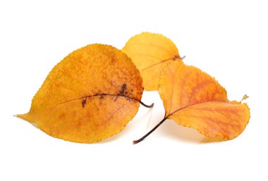 Sonbahar Yaprakları