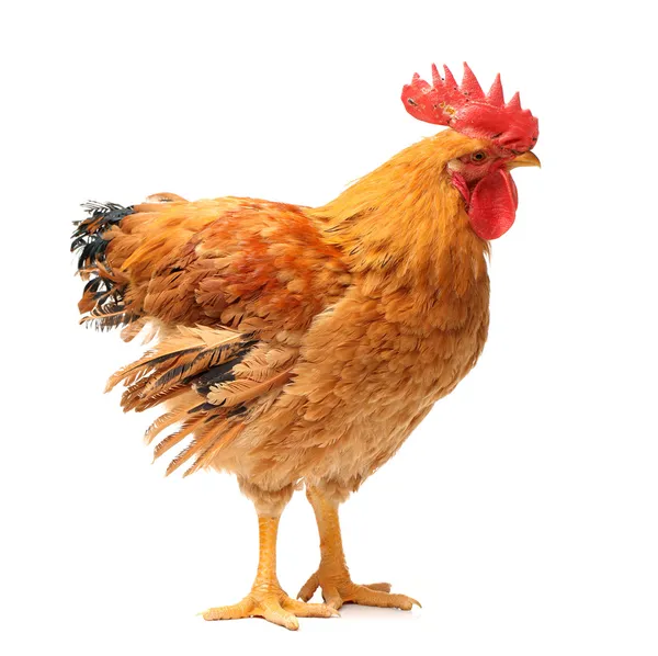 Red rooster Stock Photo by ©jianghongyan 44851249