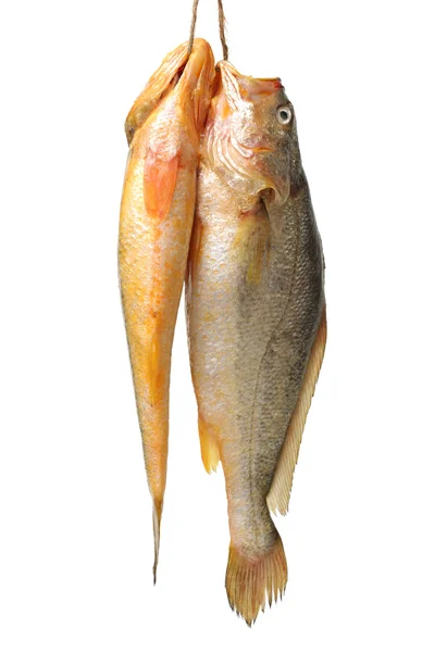 Wiązanej ryby — Zdjęcie stockowe