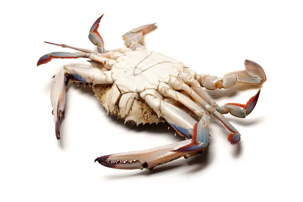 Sea crab — Stock Photo, Image