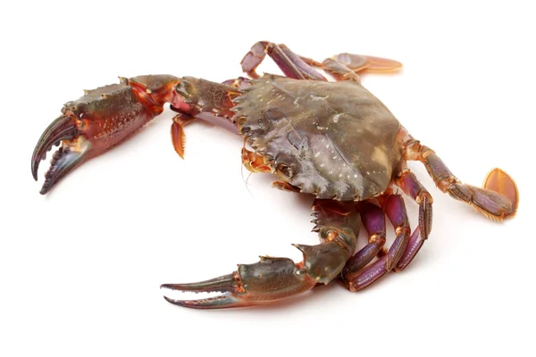 Sea crab — Stock Photo, Image