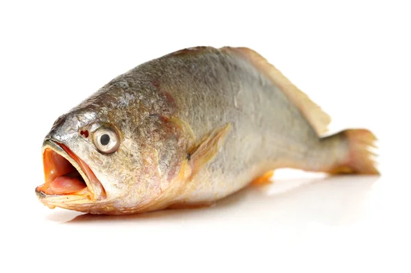 Croaker Fish — Stock Photo, Image