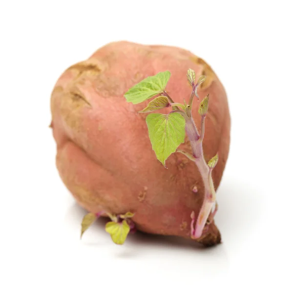Germinated pink potato — Stock Photo, Image