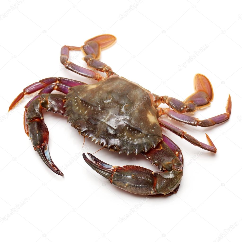 Sea crab