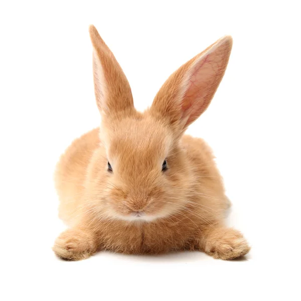 小兔子 — 图库照片