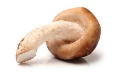 shiitake mantar