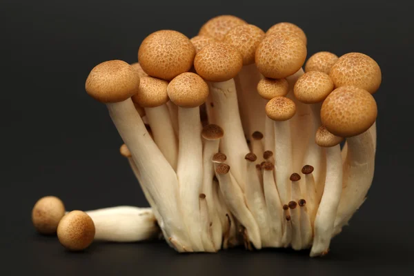 Funghi di faggio — Foto Stock