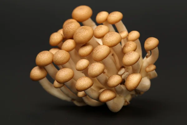群的蘑菇 — 图库照片