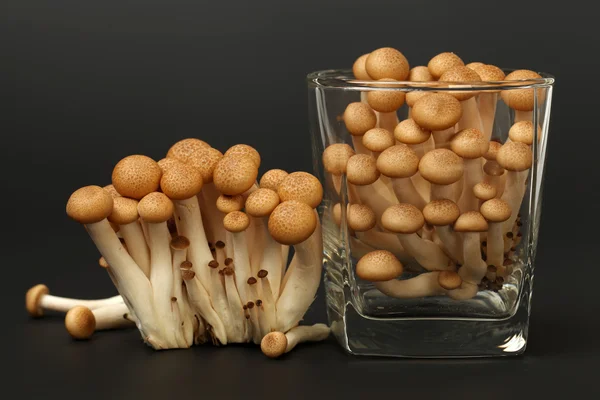 Funghi in vetro — Foto Stock