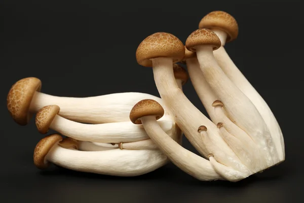 Brown mushrooms — Stock Photo, Image