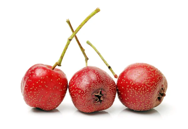 Berry Hawthorn — Stok Foto