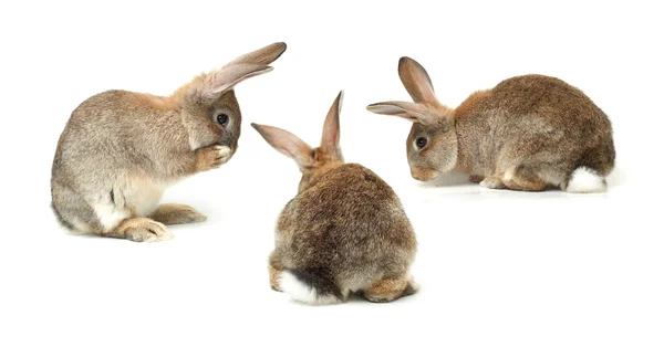 Grå kaniner — Stockfoto