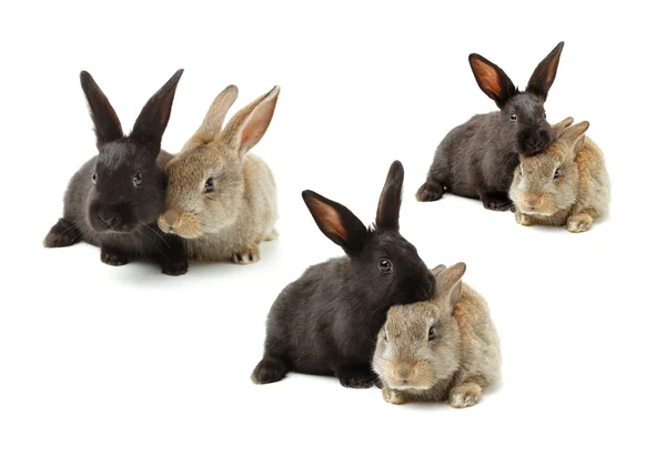 Sevimli tavşanlar — Stok fotoğraf