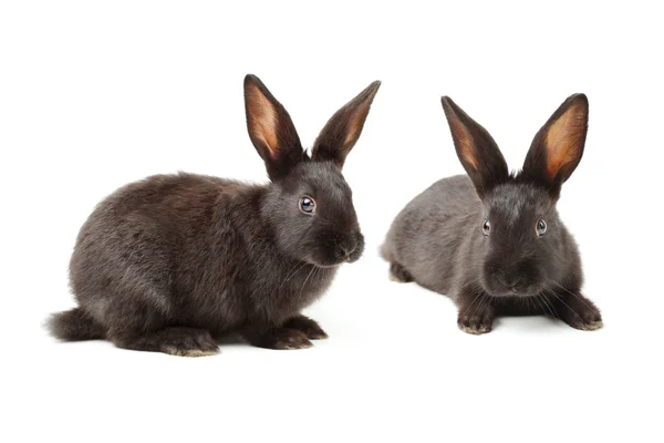 Black rabbits — Stock Photo, Image