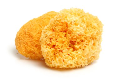 Tremella fuciformis