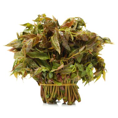 Toona Sinensis