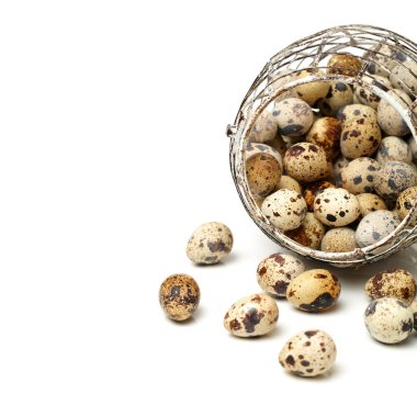 Bıldırcın yumurta kafesi