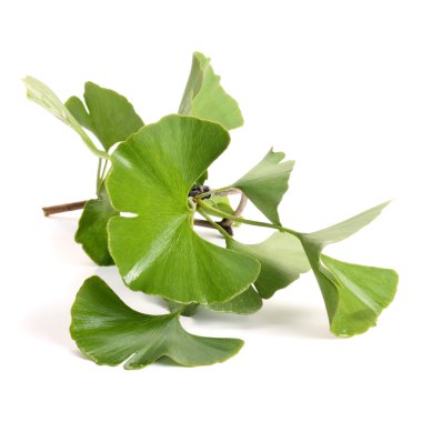 Ginkgo biloba yaprakları