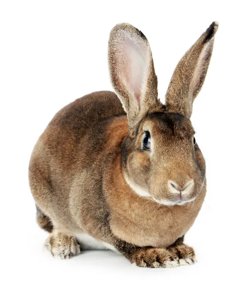 Grey rabbit — Stock Photo, Image