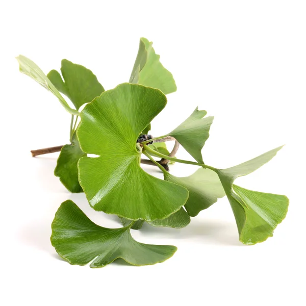 Listy Ginkgo biloba Royalty Free Stock Fotografie