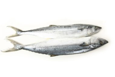 İspanyol mackerels