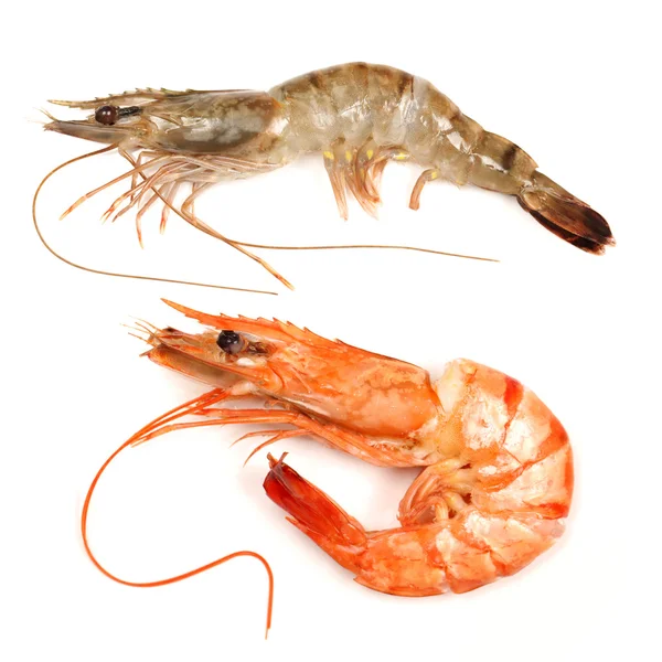Two shrimps — Stock Photo, Image