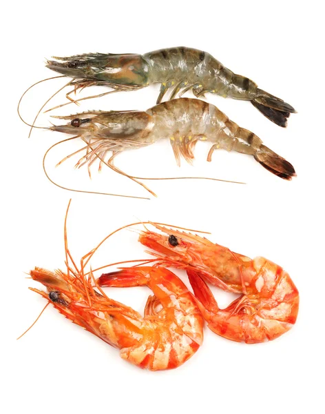 Four shrimps — Stock Photo, Image