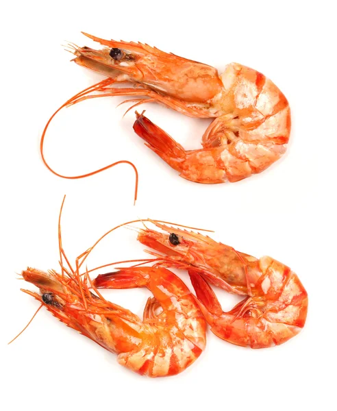 Boiled shrimps — Stock Photo, Image