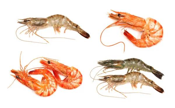 Shrimps group — Stock Photo, Image