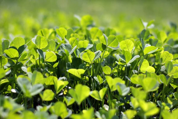 Wild clover — Stock Photo, Image