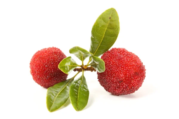 두 arbutus — 스톡 사진