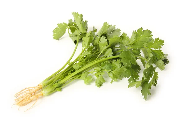 Parsley bunch — Fotografie, imagine de stoc