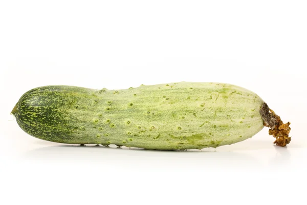 Groene komkommer — Stockfoto