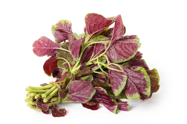 Purple amaranth — Stock Photo, Image