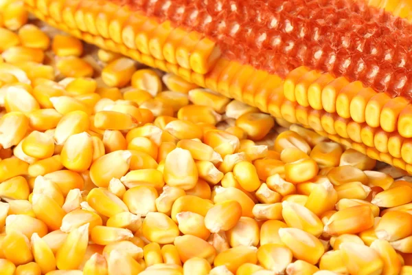 Szemes kukorica — Stock Fotó