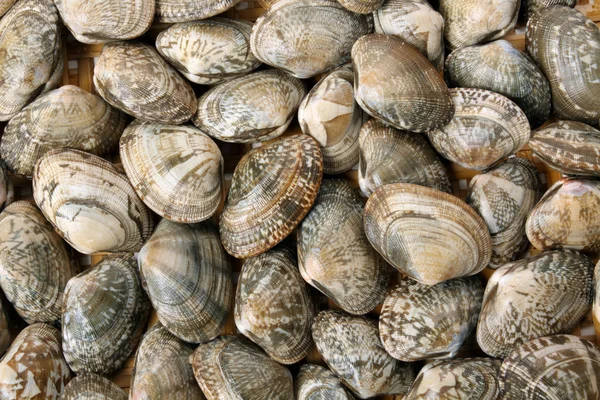 Venusmuscheln — Stockfoto