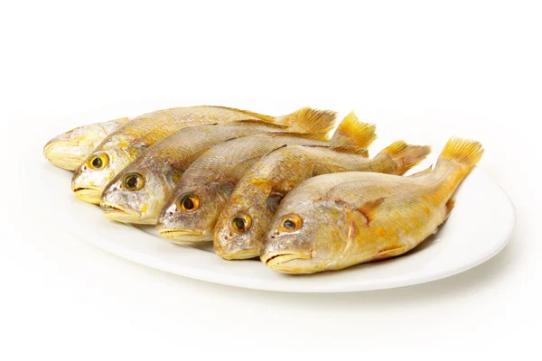 Croaker Fishes — Stock Photo, Image