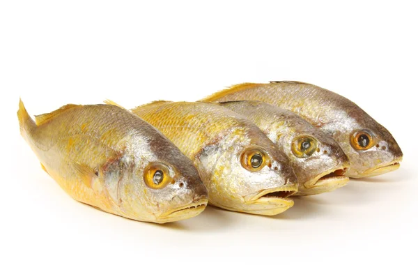 ニベ科の魚 — ストック写真