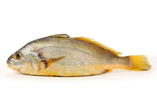 Croaker Fish — Stock Photo, Image