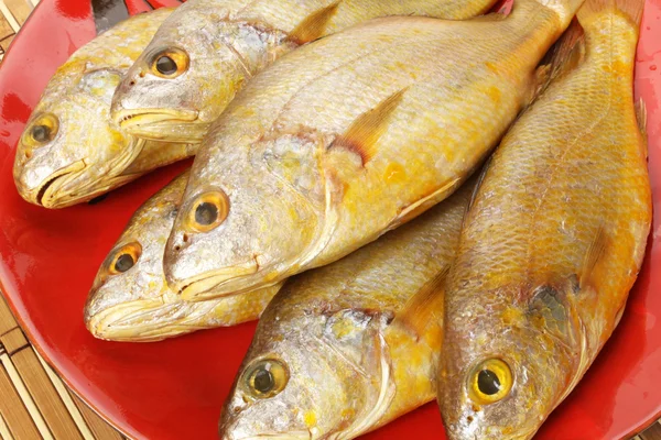 Croaker Fishes — Stock Photo, Image